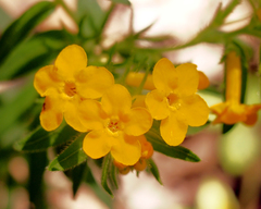 Lithospermum caroliniense