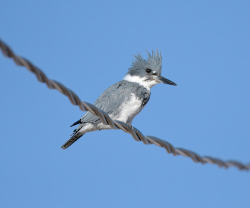 Belted Kingfisher photographed in Colorado