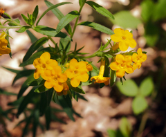 Lithospermum caroliniense