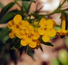 Lithospermum caroliniense