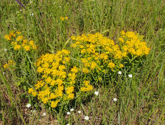 Lithospermum caroliniense