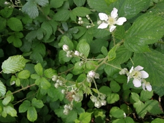 Rubus fruticosus