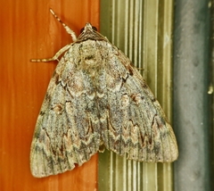 Catocala agrippina