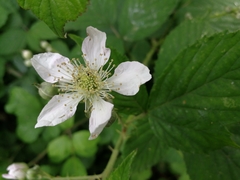 Rubus fruticosus