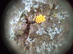 Pterygota