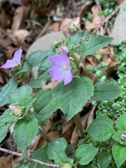 Sarcopyramis napalensis delicata