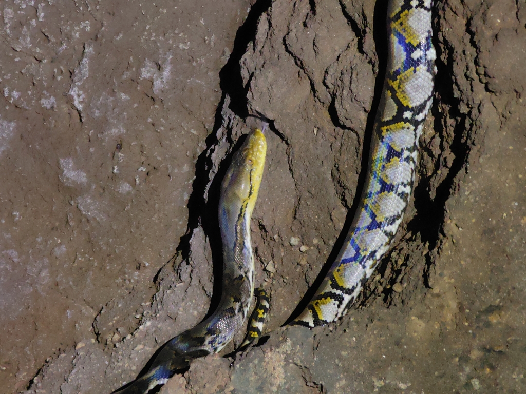 Reticulated Python on May 19, 2024 at 06:08 PM by mamahunter · iNaturalist