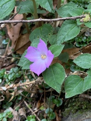 Sarcopyramis napalensis delicata
