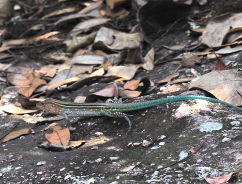 Cnemidophorus gramivagus