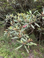 Rhododendron formosanum