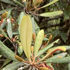 Rhododendron formosanum