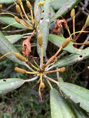 Rhododendron formosanum