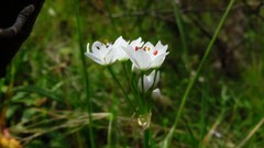 Allium subhirsutum