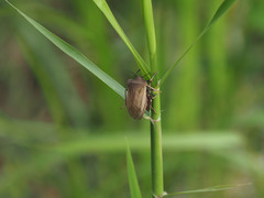 Chalcopis glandulosa