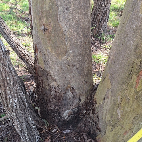 Image of Eucalyptus seeana by (c) Greg Tasney, some rights reserved (CC BY-SA)