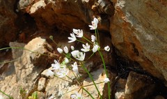 Allium subhirsutum