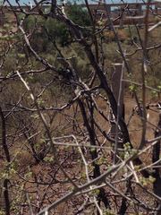 Ctenosaura macrolopha