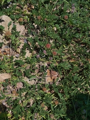 Glycyrrhiza echinata