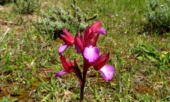 Anacamptis papilionacea papilionacea