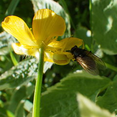 Cheilosia albitarsis