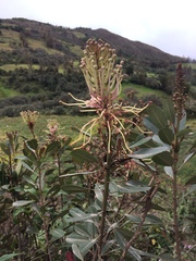 Oreocallis grandiflora