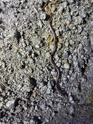 iNaturalist observation photo of Western Threadsnake