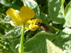Cheilosia albitarsis