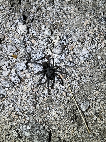 iNaturalist observation photo of Aphonopelma