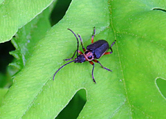 Brachysomida bivittata