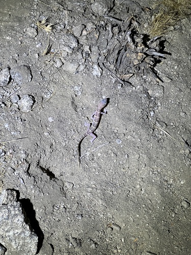 iNaturalist observation photo of Western Banded Gecko