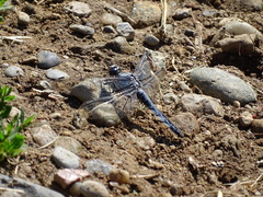 Orthetrum brunneum