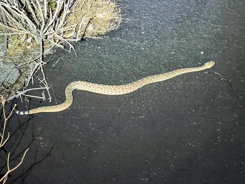 iNaturalist observation photo of Red Diamond Rattlesnake