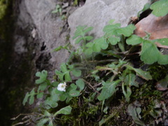 Ellisiophyllum pinnatum