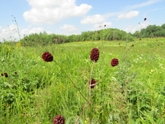 Sanguisorba officinalis