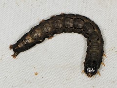 Melipotini