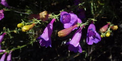Penstemon heterophyllus