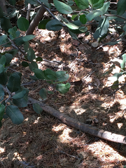 Plestiodon skiltonianus