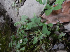 Ellisiophyllum pinnatum