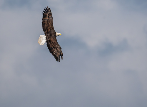 Bald Eagle photographed in North Carolina