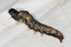 Melipotini