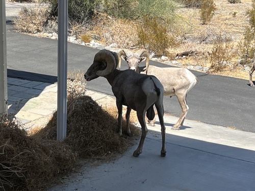 iNaturalist observation photo of Desert Bighorn Sheep