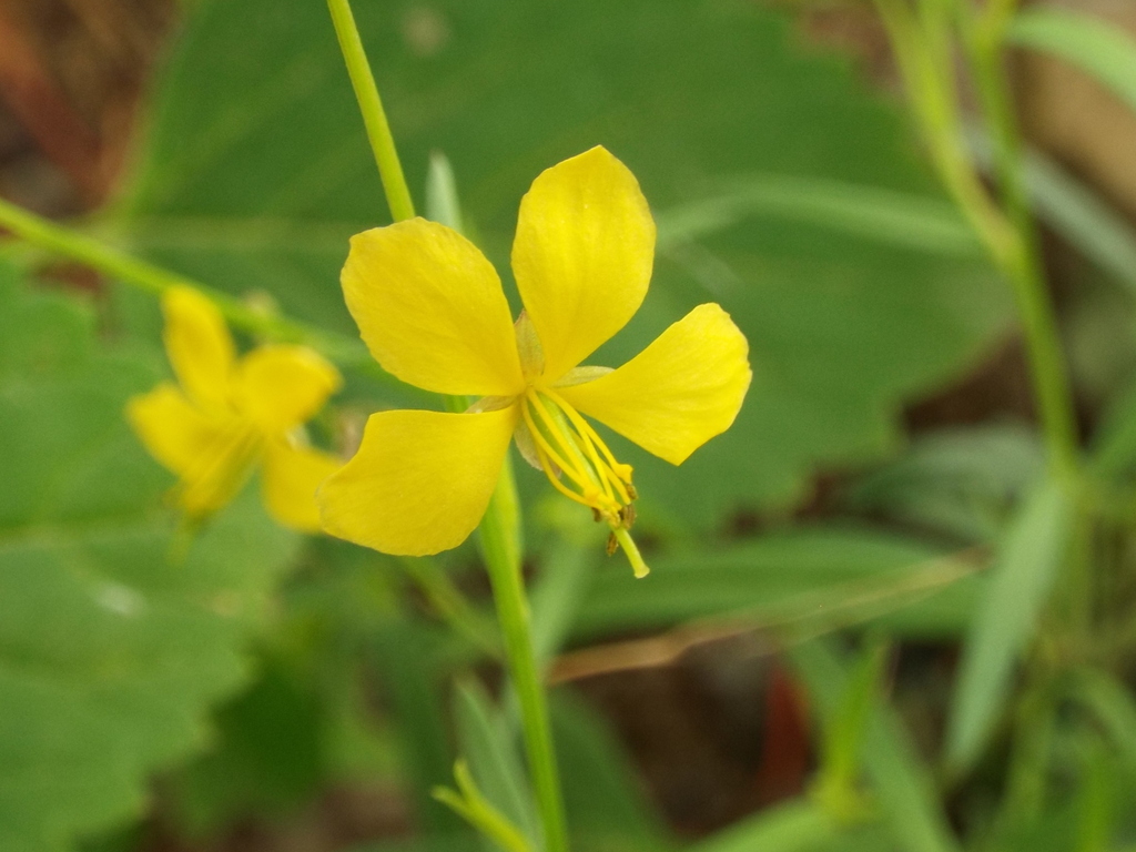 Cleome hemsleyana
