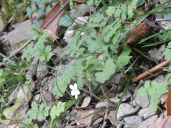 Ellisiophyllum pinnatum