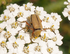 Macrodactylus subspinosus
