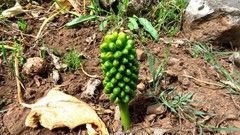 Arum pictum