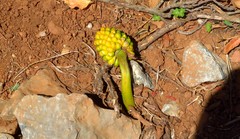 Arum pictum