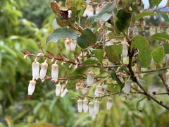 Lyonia ovalifolia