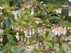 Lyonia ovalifolia