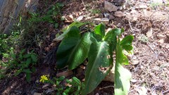 Arum pictum