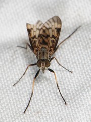 Rhagio punctipennis